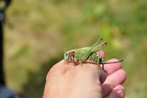 Decticus verrucivorus verrucivorus